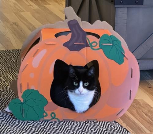 Tuxedo cat in a fake pumpkin