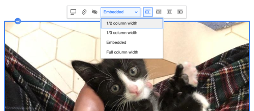 User interface to select the size of an image of an adorable baby cat