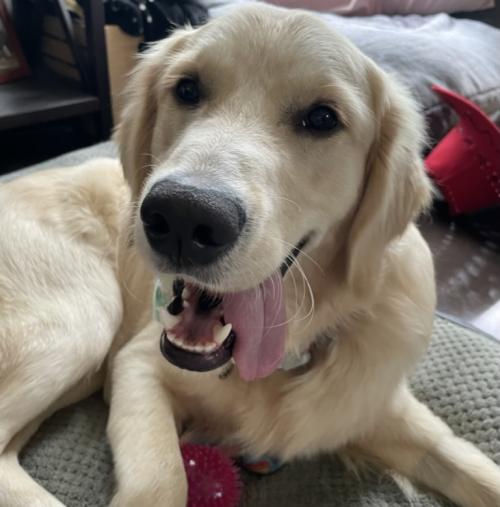 Adorable golden retriever puppy with his tongue hanging out the side of his mouth