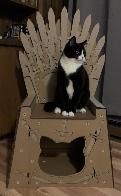 Black & white tuxedo cat sitting on a Game of Thrones-style throne made for cats