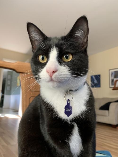 A good-looking male tuxedo cat posing for the camera